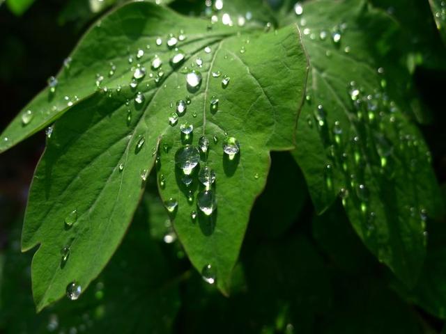 洛阳牡丹花摄影,中国牡丹花开摄影