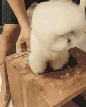 什么宠物小狗好养又干净又聪明,盘点9种可爱又容易养小狗