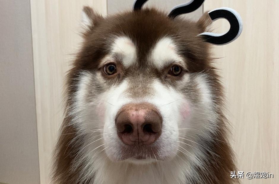 阿拉斯加身上臭味特别重,阿拉斯加脚臭怎么解决