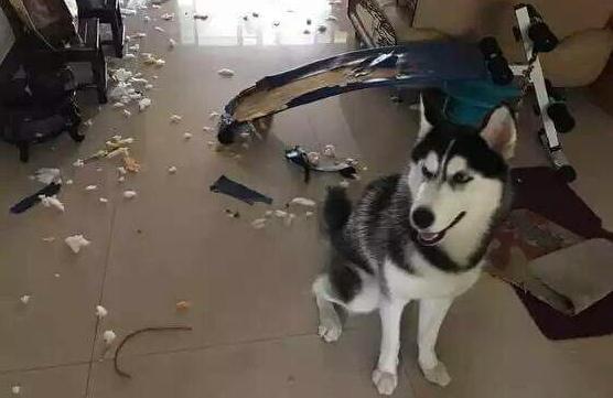 想养哈士奇但怕它拆家,哈士奇被父母遛的不拆家了
