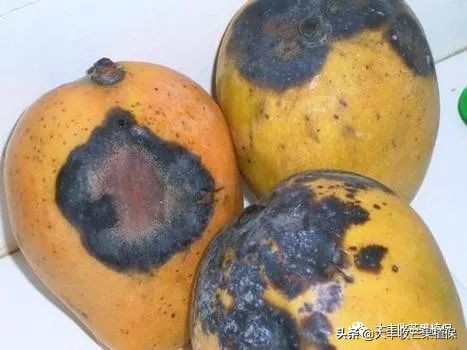 芒果在成熟期为什么会裂果掉果,芒果挂果期发生的病虫害