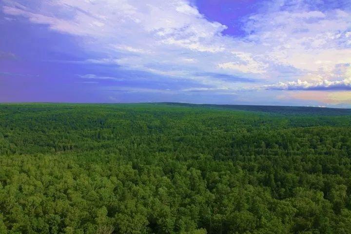 松子在古时候叫什么,松子真的存在过吗