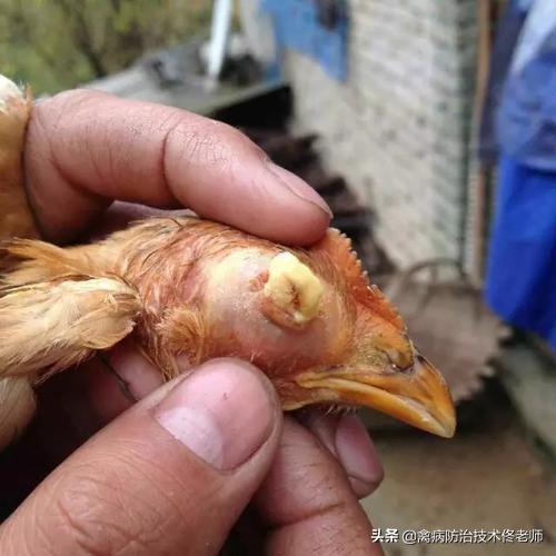 鸡喉痘治疗办法,鸡痘处理方法视频