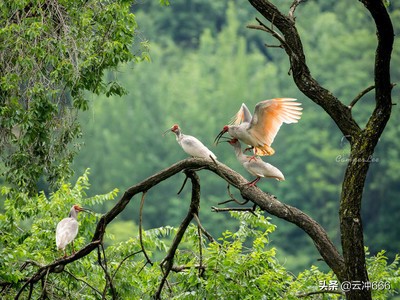 社区联合幼儿园开展端午节活动,幼儿园端午节包粽子活动方案