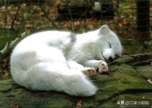 民间志怪故事:灵狐续命