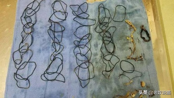 猫咪爪子的x光片,猫咪心脏x光片