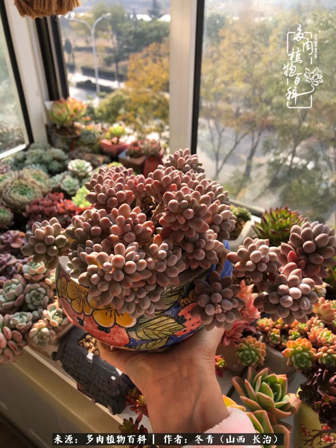 新手养多肉知道这4点打好基础,阳台上养多肉的正确方法