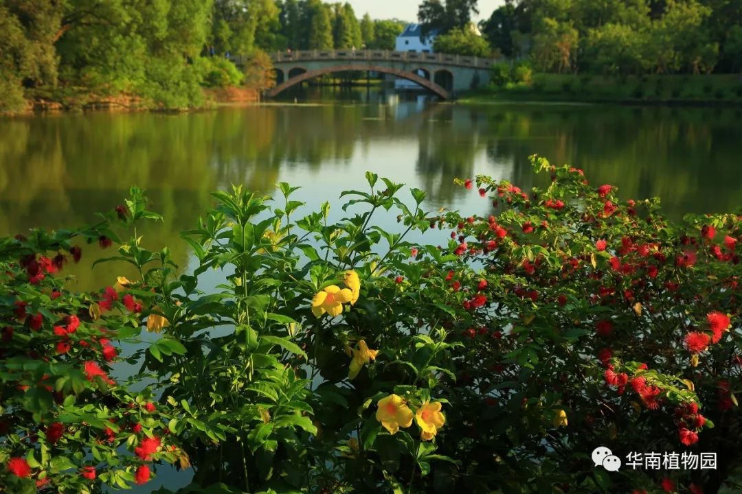 秋日识花:可爱紫红爱明黄