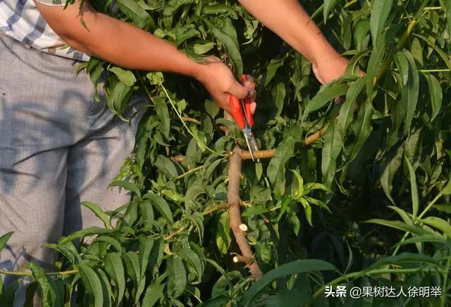 桃树修剪时间及各阶段修剪技术,大口径修剪桃树剪刀