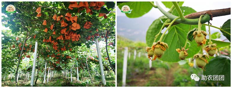 助农产品水果猕猴桃,贵州六盘水红心猕猴桃助农