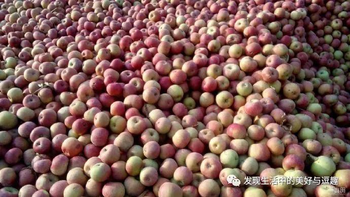 东北国光苹果酸甜,国光苹果酸甜脆