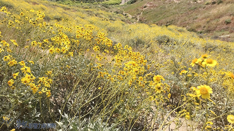 加州野花,加州野花的视频