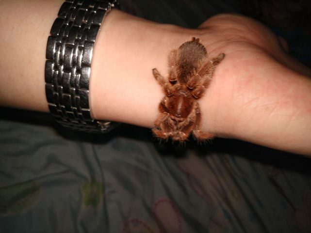 养捕鸟蛛的注意事项,养捕鸟蛛多久要往土里加一次水