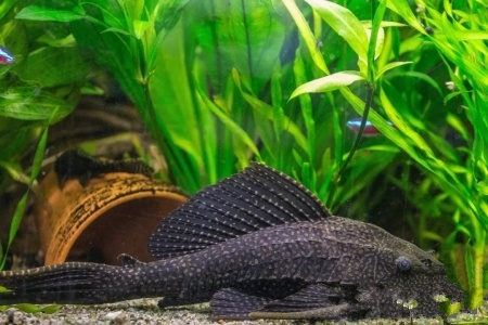 养龟知识一百条,养龟知识点去哪里学习