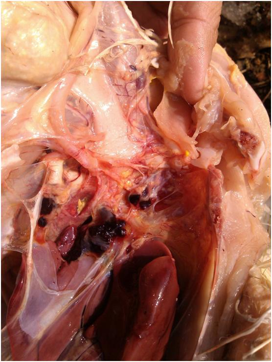 鸭摇头,鸭摇头晃脑是什么原因