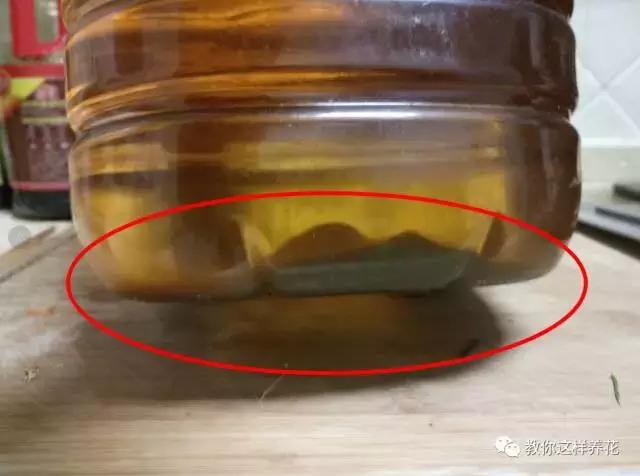 老花农不小心透露，花盆里倒3滴油，1个月爆盆，全年不用施肥