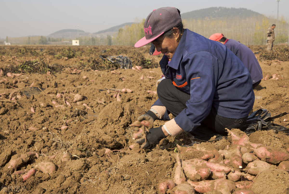 红薯一般怎么种秧苗,红薯怎么种才高产