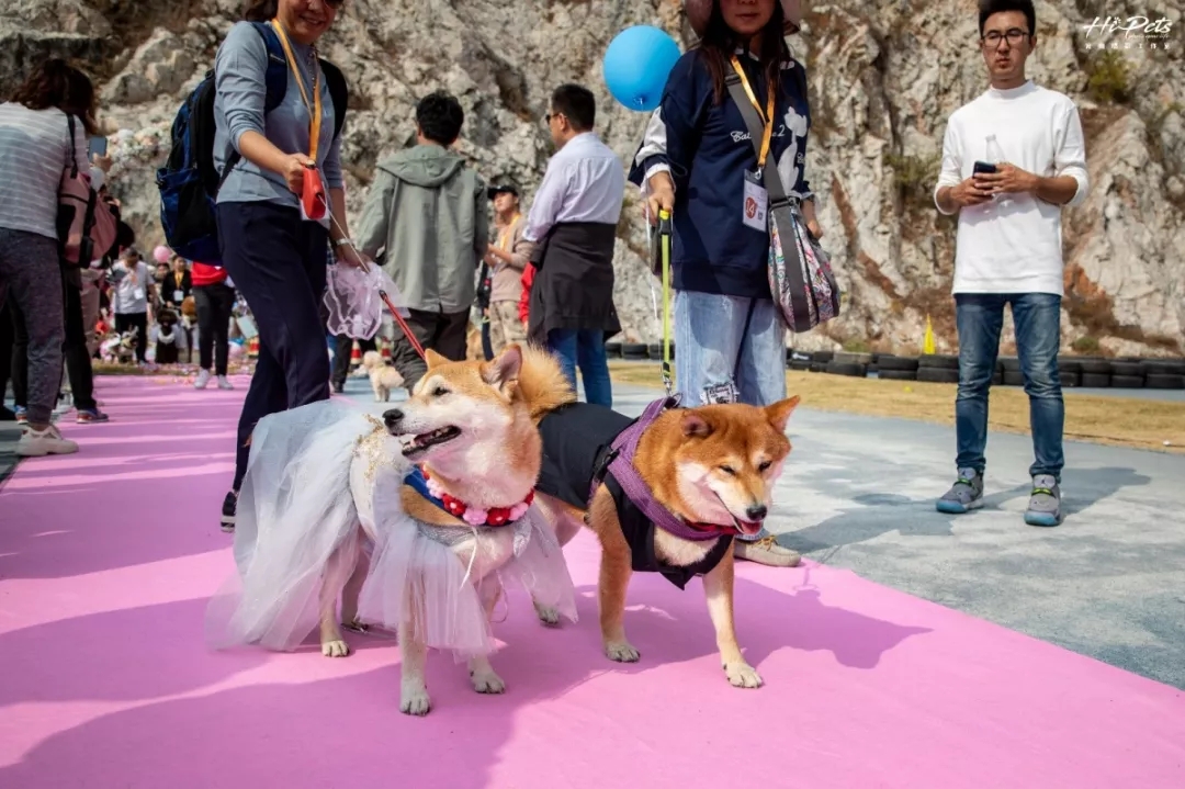 春季宠物发情期，你还在犹豫要不要为宠物绝育？
