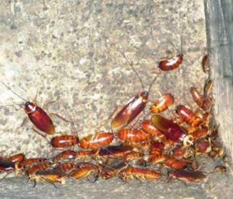 用什么方法去消灭蟑螂生活小妙招,除蟑螂最有效方法彻底消灭蟑螂