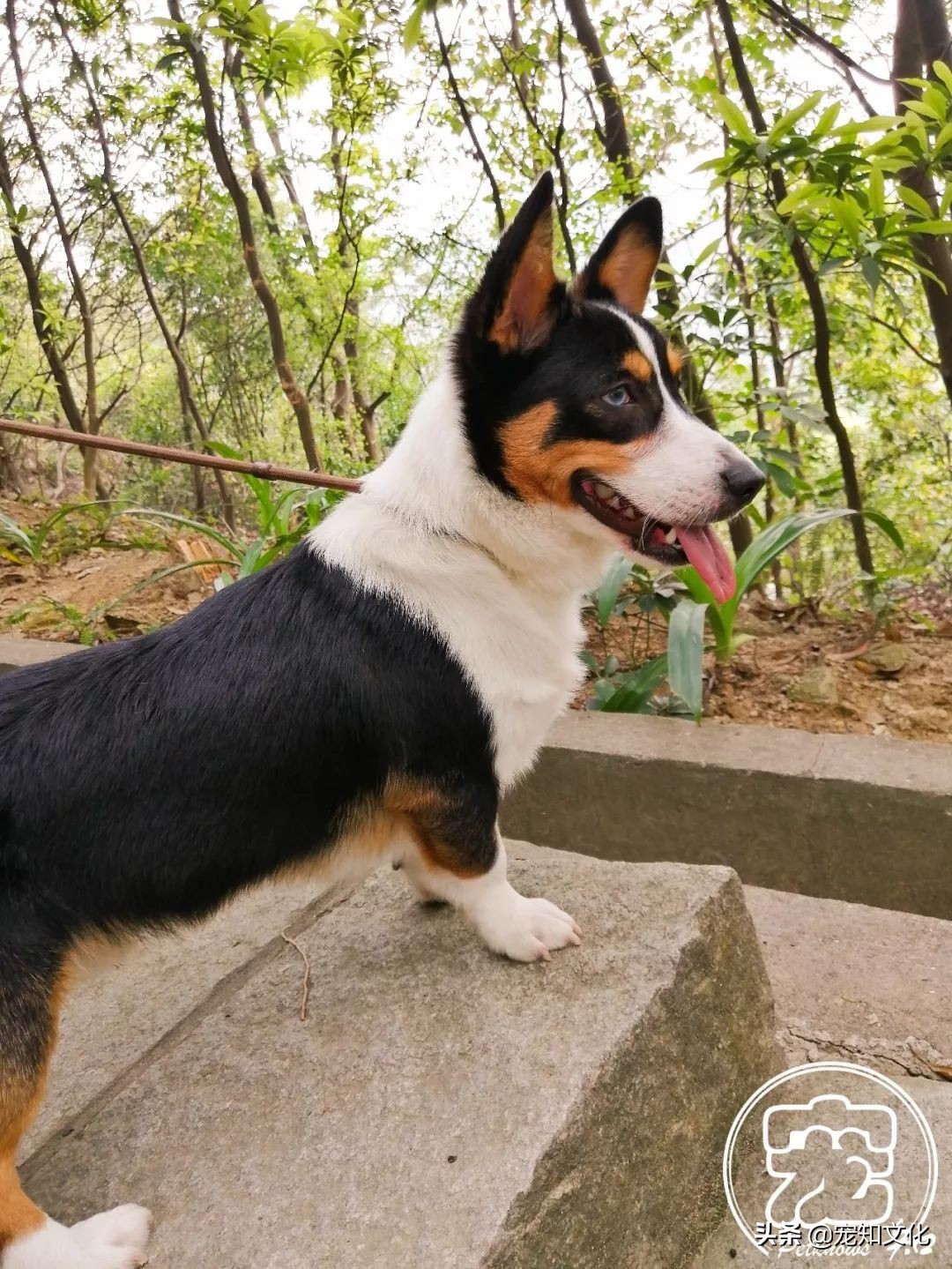 广州南沙黄山鲁森林公园攻略,广州黄山鲁森林公园好玩吗