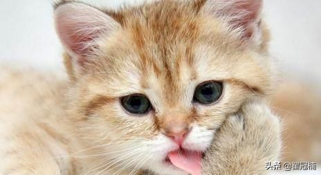 猫咪咳嗽是什么病引起的,猫咪咳嗽提示什么疾病