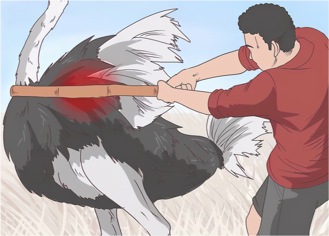 鸵鸟遇到强敌怎么办,如何帮鸵鸟逃避危险