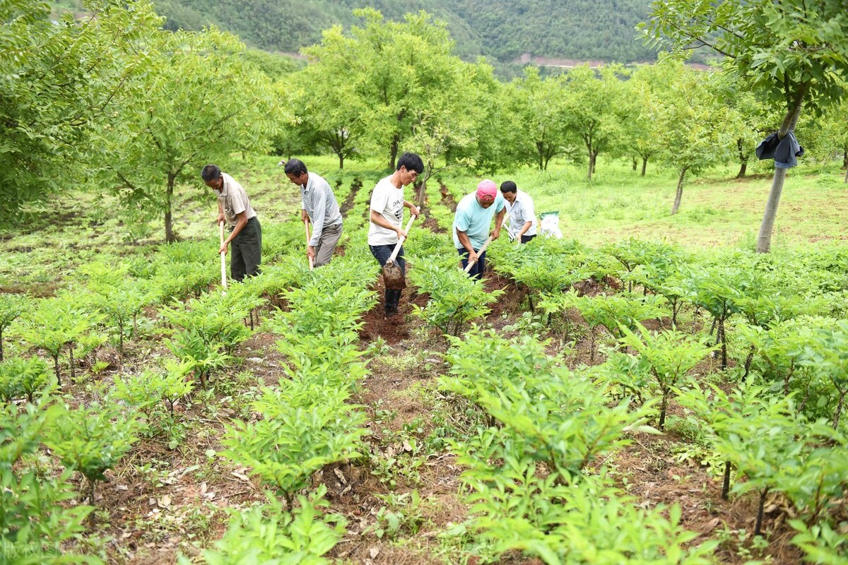1亩地赚500元70亩地一年赚多少钱,农村暴利5亩地年赚30万