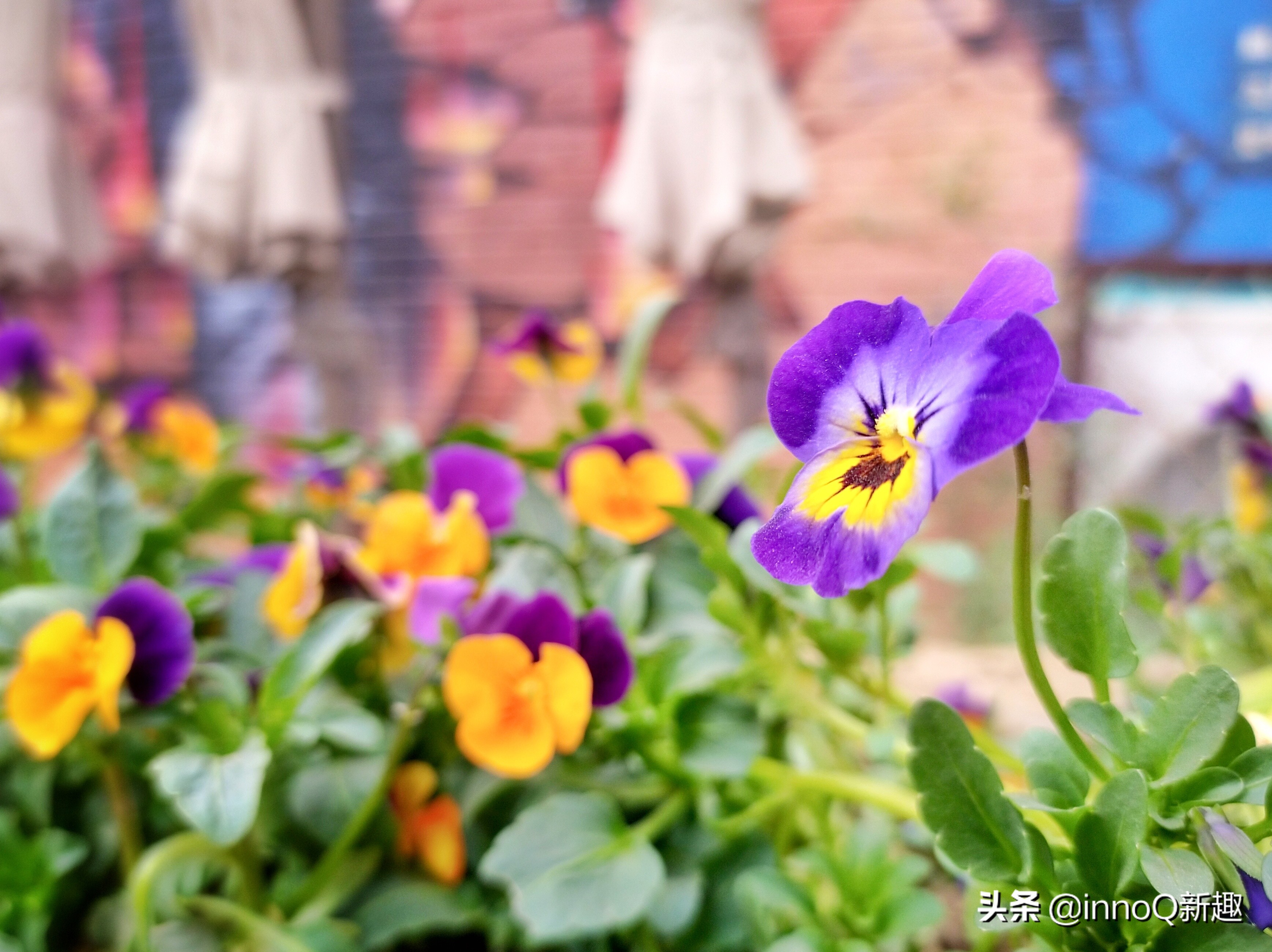 NOKIAE71,诺基亚x71怎么开启4800像素