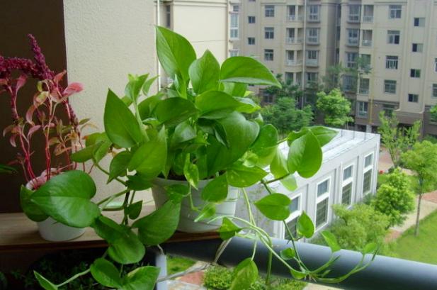 十大耐旱又好养的盆栽大植物,什么植物长得慢好养又好看