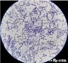 鱼出血病的防与治,鱼类出血性疾病