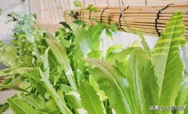 在家怎么无土种菜简单又安全,家庭种菜不用肥料种菜方法