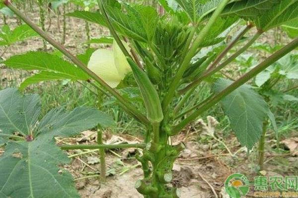 大棚项目赚钱吗,大棚种植什么最赚钱农村的