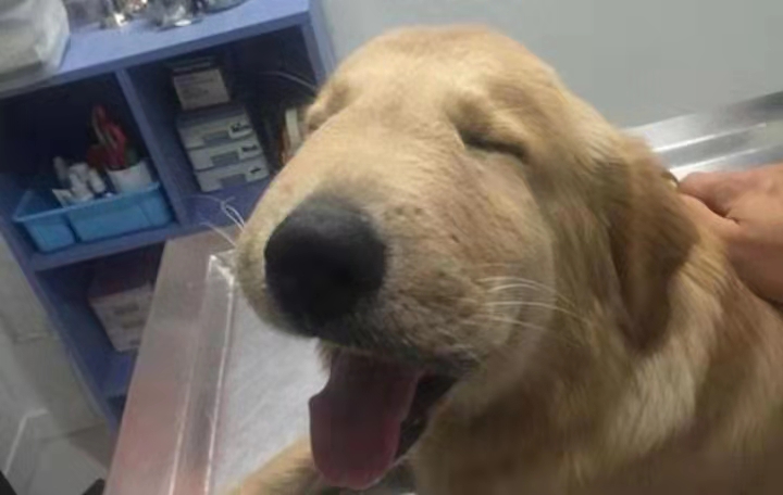 狗狗被马蜂蛰了叼回去给主人,狗狗被马蜂蛰了找不到蜂针