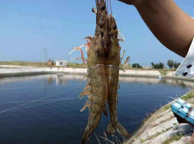 对虾养殖户警惕：饲料喂的越多死的越快！会养虾的老师傅都这样做