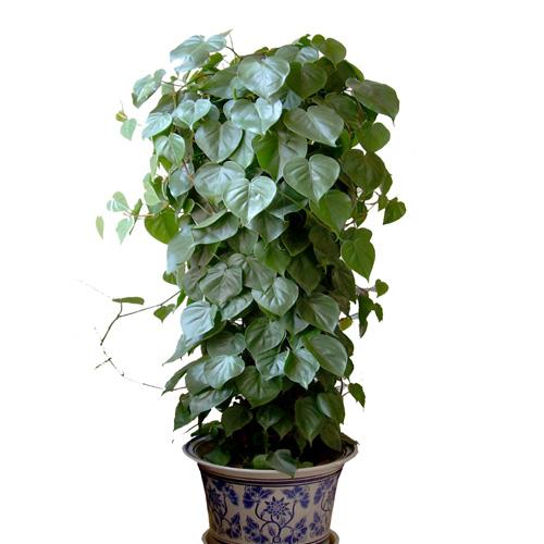 特别耐养的盆栽观叶绿植,叶片可以长很长的绿植