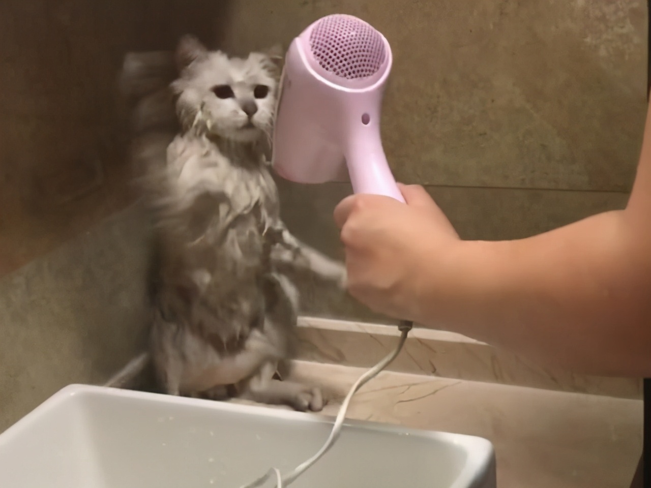 养猫孩子长猫癣什么原因,人得了猫癣怎么养猫