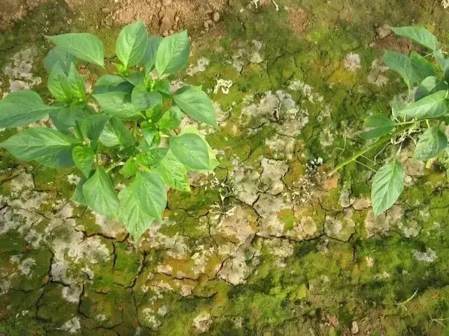 禁用粪肥有什么用,通知请不要随意丢垃圾