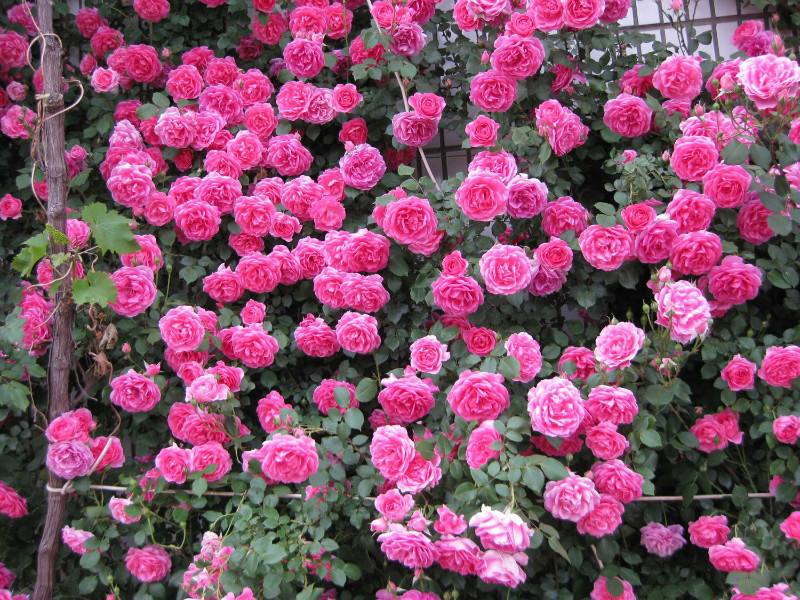 如何让藤本月季快速爬满整个屋顶,盆栽的藤本月季管理方法