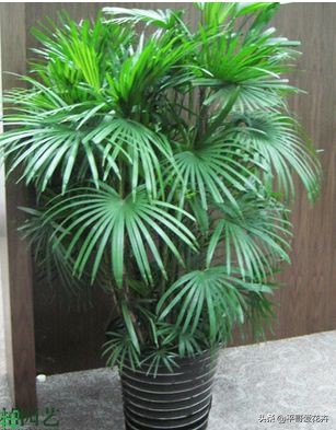 凤尾竹怎么养不出竹竿来,凤尾竹不分株怎么弄