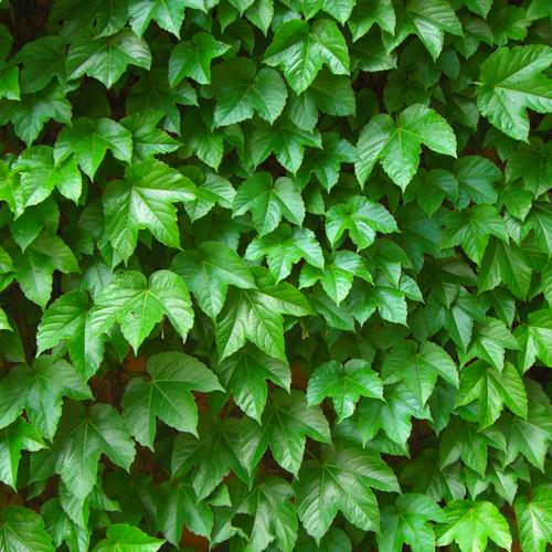 养什么花可以驱赶蚊虫,室内养什么花最防蚊虫