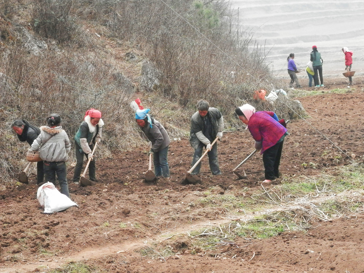 湖北大叔种植鱼腥草，开发附加产品让草价翻十倍，一年销售千万元