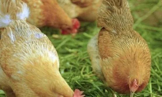 鸡嗉囊肿大很软怎么回事,鸡嗉囊胀气怎么治疗