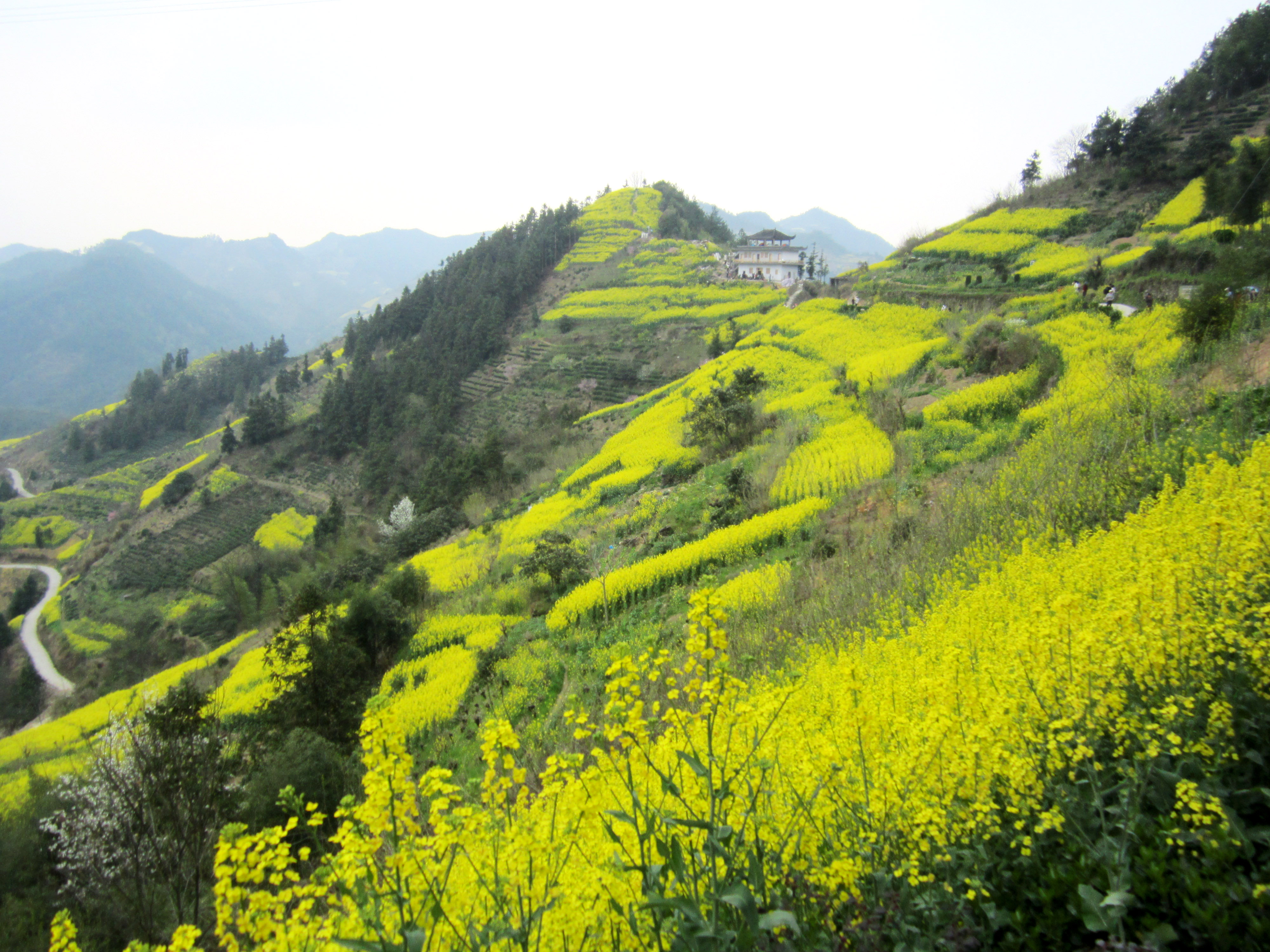 北京油菜花田风景,北京田村油菜花海全攻略