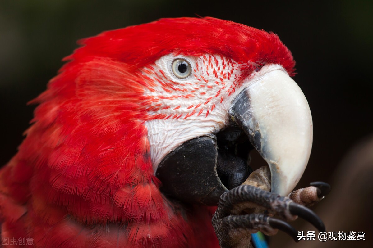 鹦鹉孵出小鹦鹉该喂什么食物,养鹦鹉该给鹦鹉喂什么