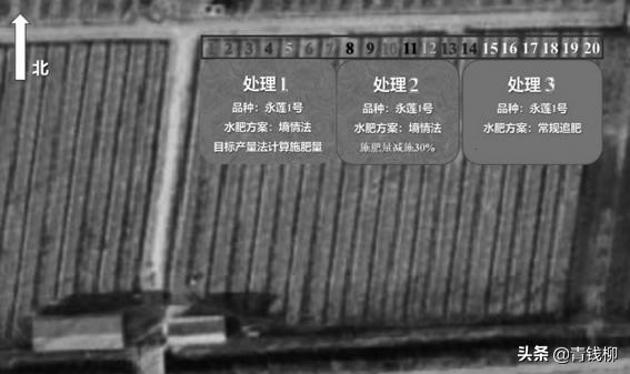 山东智慧农业发展前景,大棚桃树经济效益怎么样