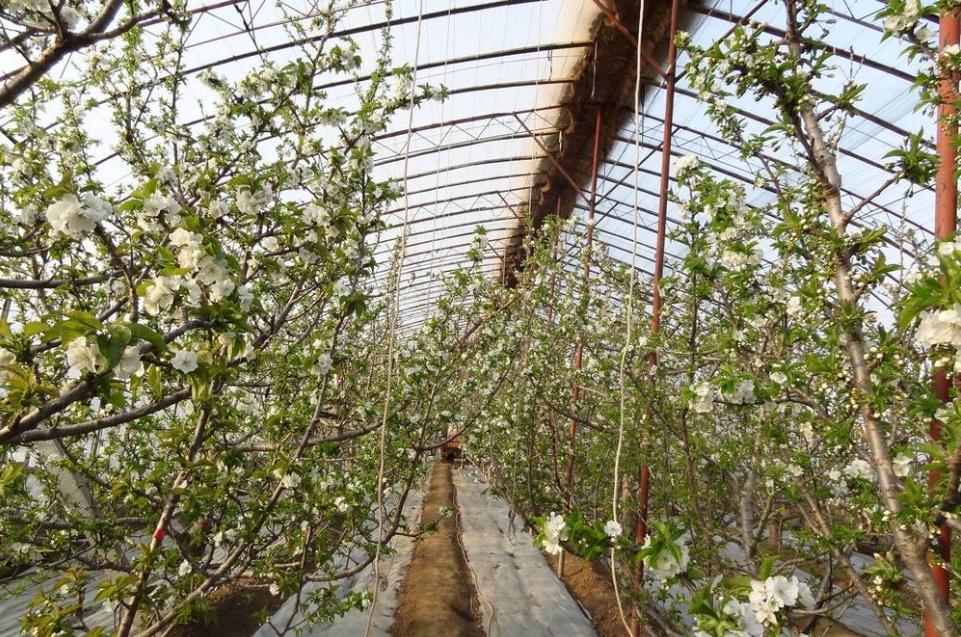 种植樱桃的大棚一亩地投资多少钱,大棚种植樱桃哪个品种好