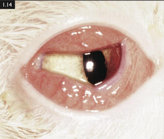 怀孕的母猫得猫瘟没流产,怀孕母猫得了猫鼻支会流产么