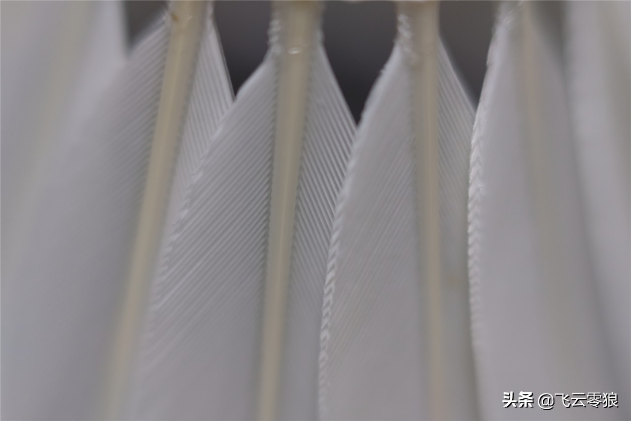 「中羽在线飞云零狼」威羽斯钻一钻二钻五评测——高性价比鹅毛球