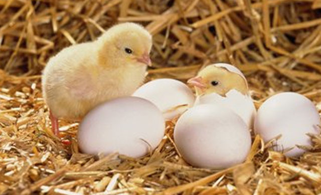 养鸡如何防止小鸡生病,小鸡生病治病小妙招