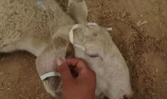 给羊防疫用什么药,羊打针的正确部位图解示意图